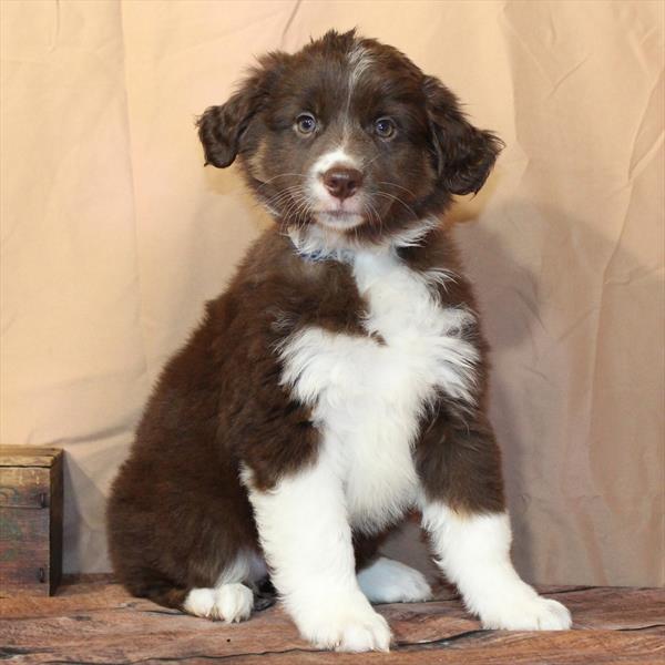 [#26202-01] LuLu - Chocolate / Tan F Australian Shepherd Puppies For Sale