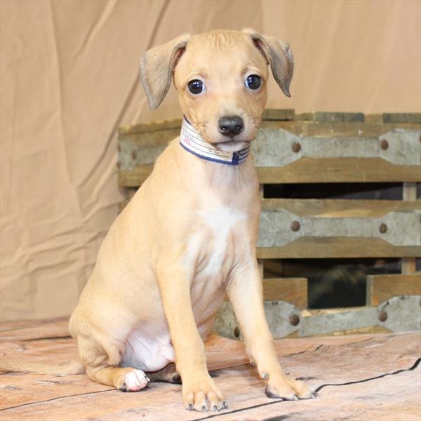 [#26235-02] JuJu - Fawn M Italian Greyhound Puppies For Sale