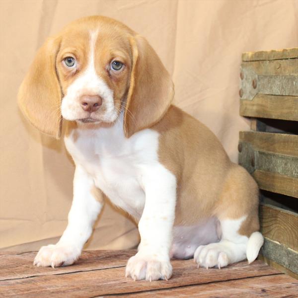 [#26256-01]  - Red / White M Beagle Puppies For Sale