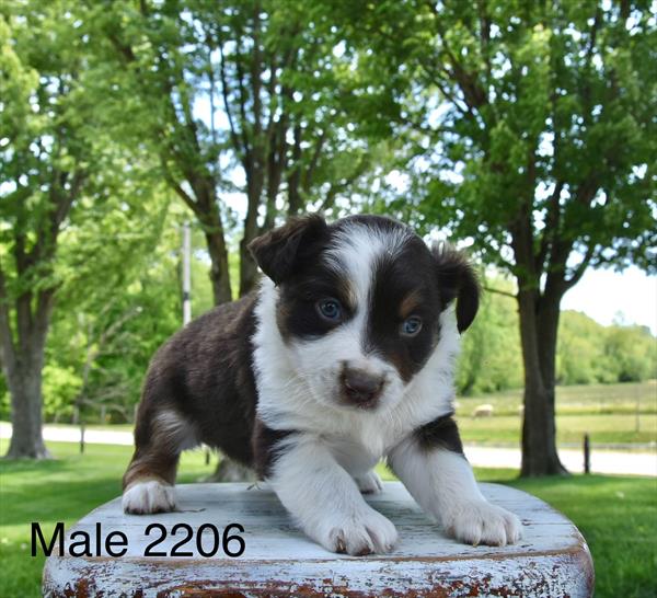 [#26265-01]  - Chocolate / White M Miniature Australian Shepherd Puppies For Sale