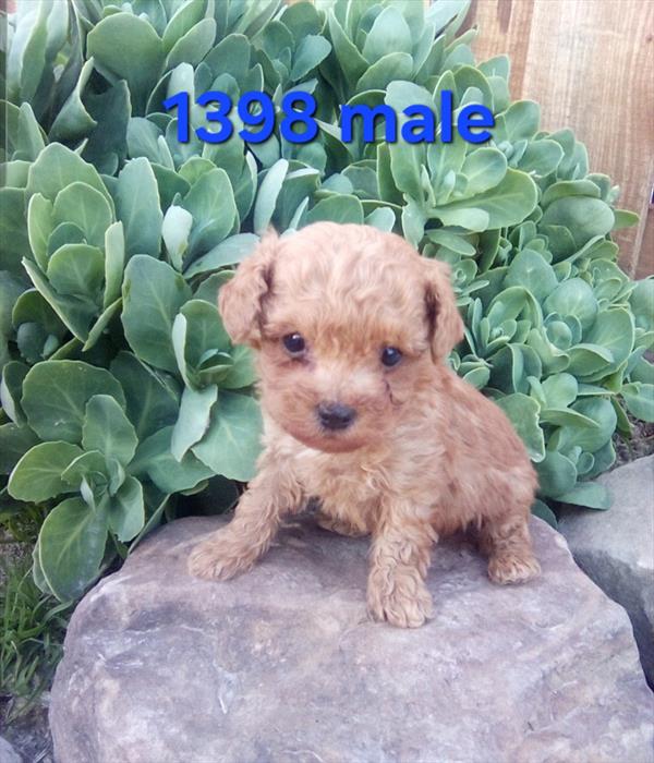 [#26281-01] Shane - Apricot M Poodle Toy Puppies For Sale