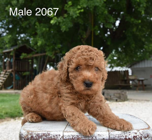 [#26291-02] Jasper - Apricot M Poodle Mini Puppies For Sale
