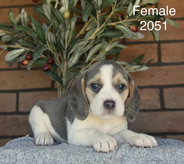 [#26295-03] April - Blue Tan / White F Beagle Puppies For Sale