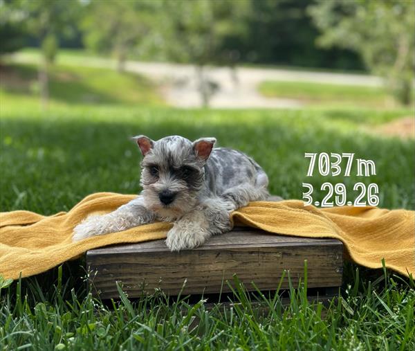 [#26301-02] Cruz - Blue Merle M Miniature Schnauzer Puppies For Sale