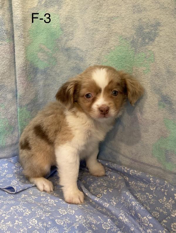 [#26230-04]  - Red Merle F Miniature Australian Shepherd Puppies For Sale