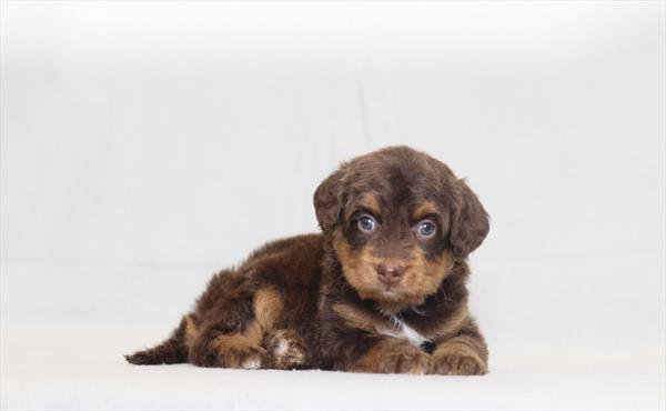 [#26123-10] Angel - Chocolate White Tan F Bernedoodle Mini Puppies For Sale