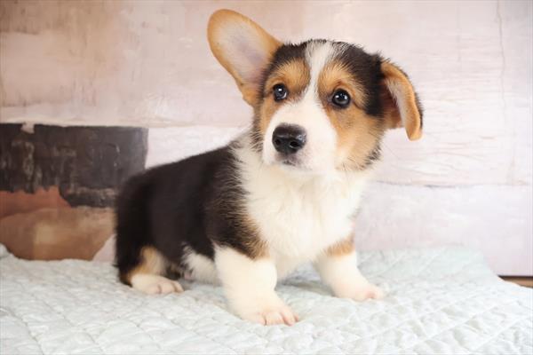 [#26141-01]  - Tri-Colored M Pembroke Welsh Corgi Puppies For Sale