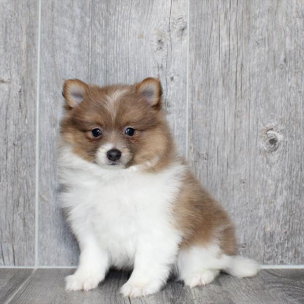 [#26201-01]  - Orange / Blue F Pomeranian Puppies For Sale