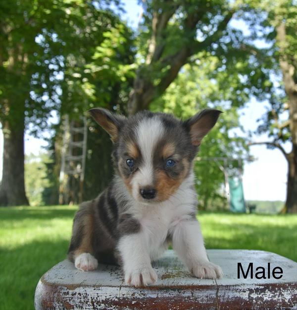 [#26324-01]  - Blue Merle White / Tan M Miniature Australian Shepherd Puppies For Sale