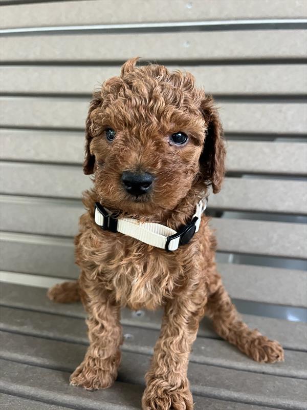 [#26327-03]  - Red F Poodle Mini Puppies For Sale
