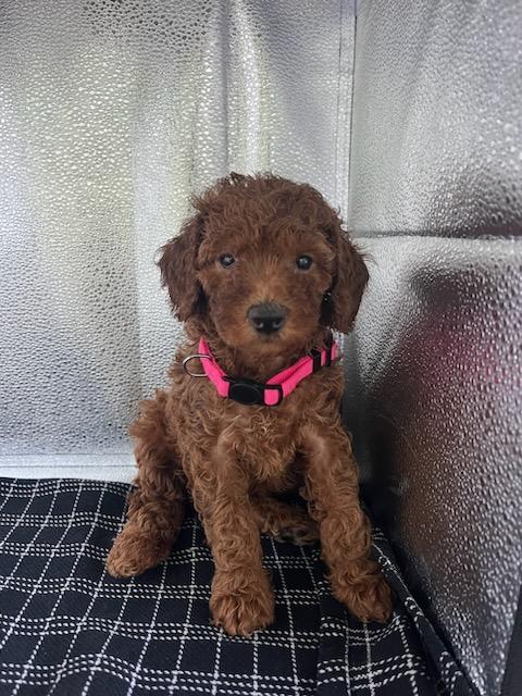 [#26327-04]  - Red F Poodle Mini Puppies For Sale