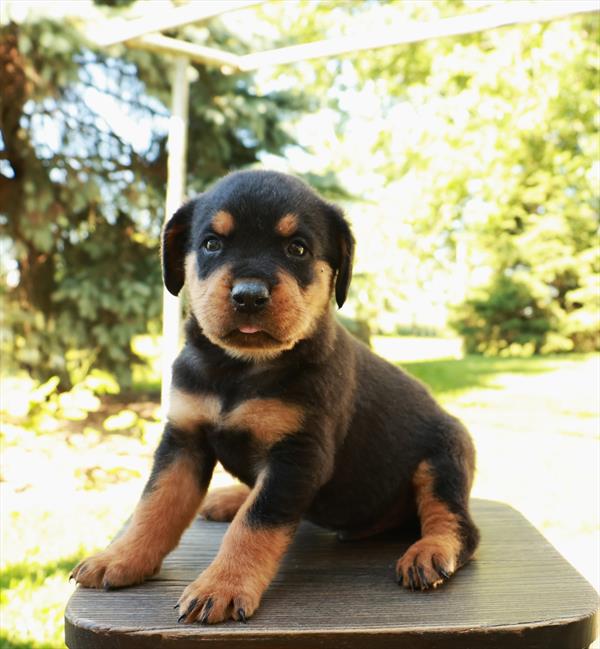 [#26405-01] Alladin - Black / Tan M Rottweiler Puppies For Sale