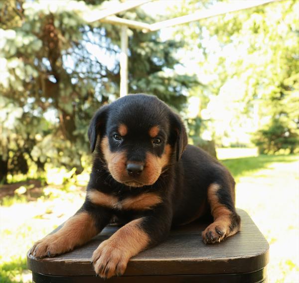 [#26405-02] Enzo - Black / Tan M Rottweiler Puppies For Sale