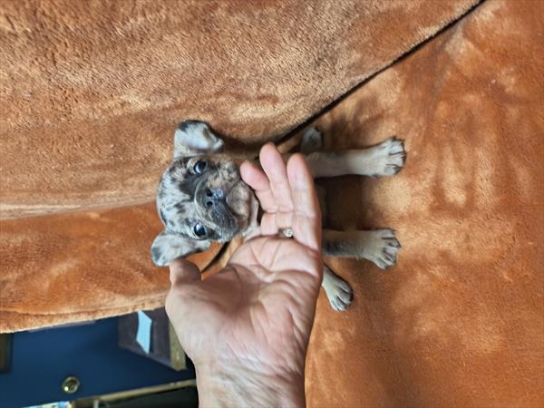 [#2625-04]  - Blue Merle M French Bulldog Puppies For Sale