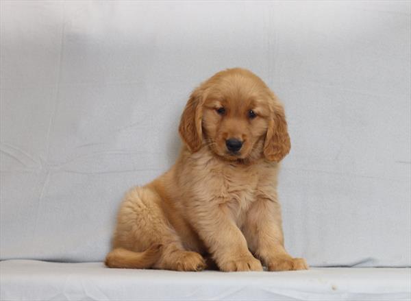 [#26196-01]  - Golden M Golden Retriever Puppies For Sale