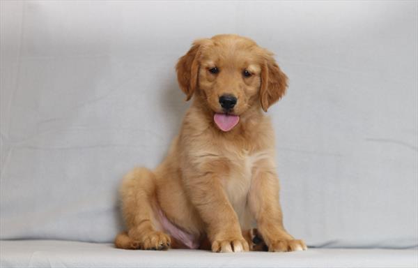 [#26196-02]  - Golden M Golden Retriever Puppies For Sale