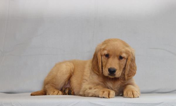 [#26196-03]  - Golden M Golden Retriever Puppies For Sale