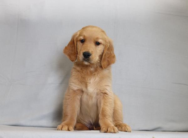 [#26196-04]  - Golden M Golden Retriever Puppies For Sale