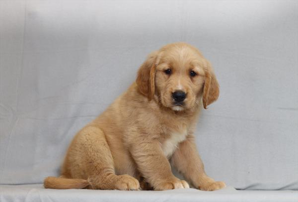 [#26196-05]  - Golden M Golden Retriever Puppies For Sale