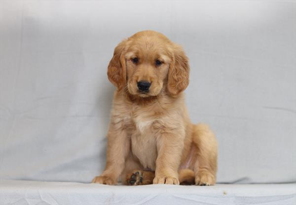 [#26196-06]  - Golden F Golden Retriever Puppies For Sale