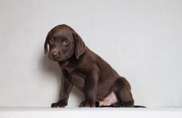 [#26175-04]  - Chocolate M Labrador Retriever Puppies For Sale