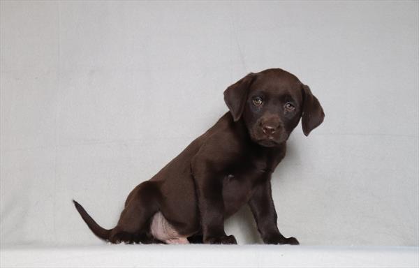 [#26175-05]  - Chocolate M Labrador Retriever Puppies For Sale