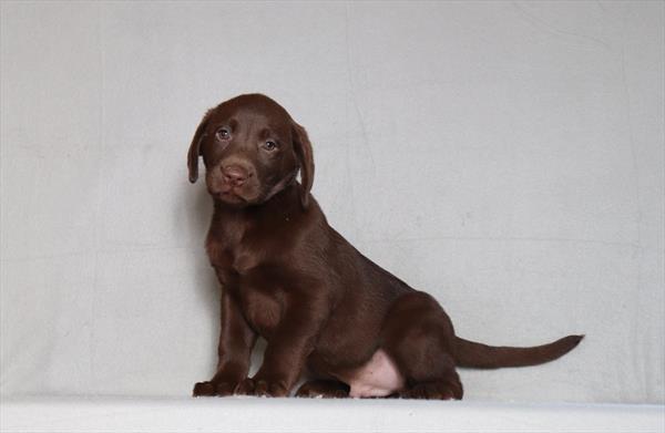 [#26175-06]  - Chocolate M Labrador Retriever Puppies For Sale