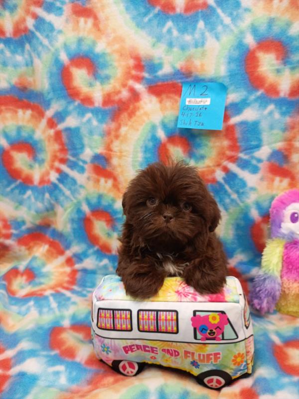 [#26331-02]  - M Shih Tzu Puppies For Sale