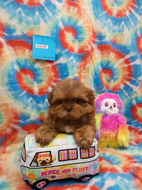 [#26331-04]  - F Shih Tzu Puppies For Sale