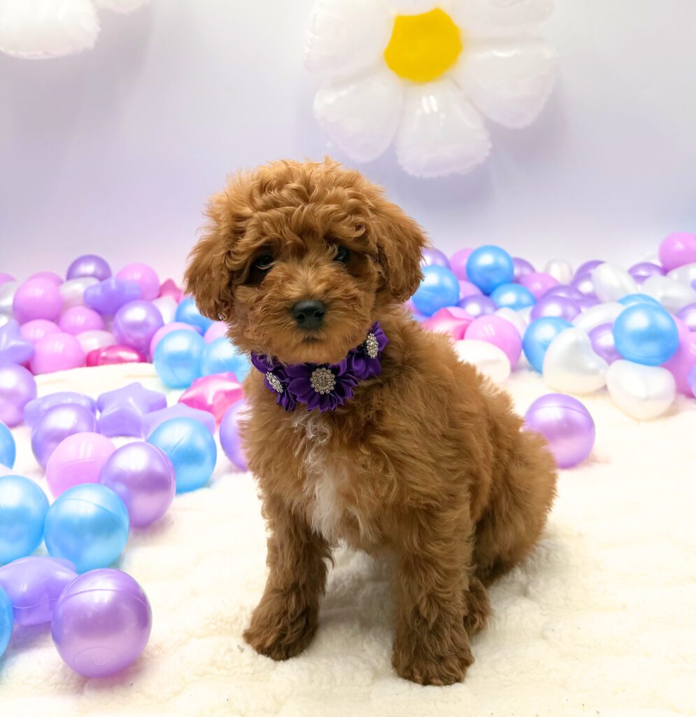 [#26281-02] Glow - Apricot F Poodle Toy Puppies For Sale