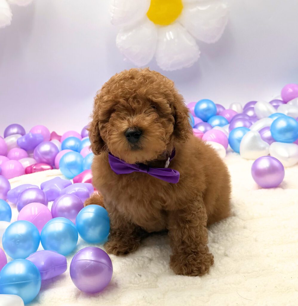 [#26291-02] Jasper - Apricot M Poodle Mini Puppies For Sale