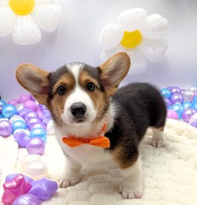 Petland Miami Pembroke Welsh Corgi puppy available