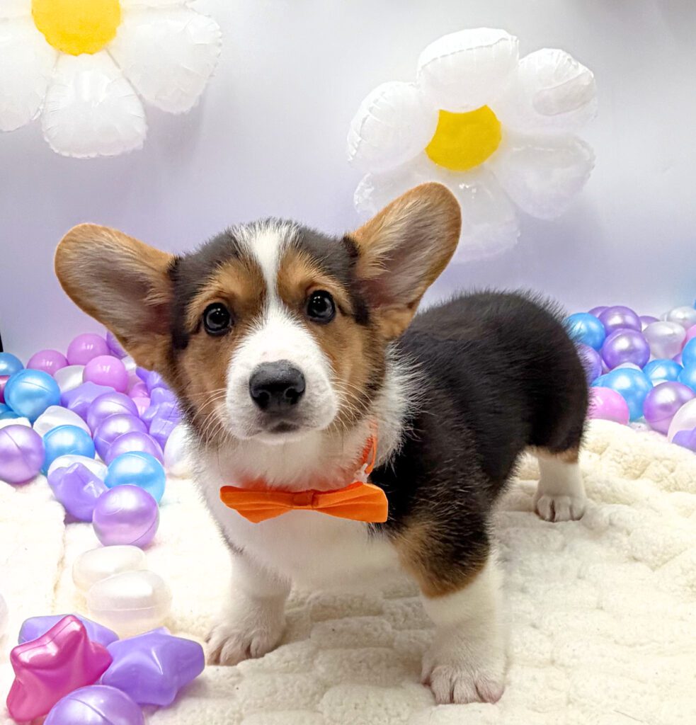 [#26141-01]  - Tri-Colored M Pembroke Welsh Corgi Puppies For Sale