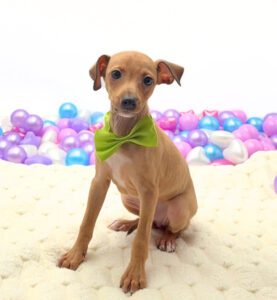 Petland Miami Italian Greyhound puppy available