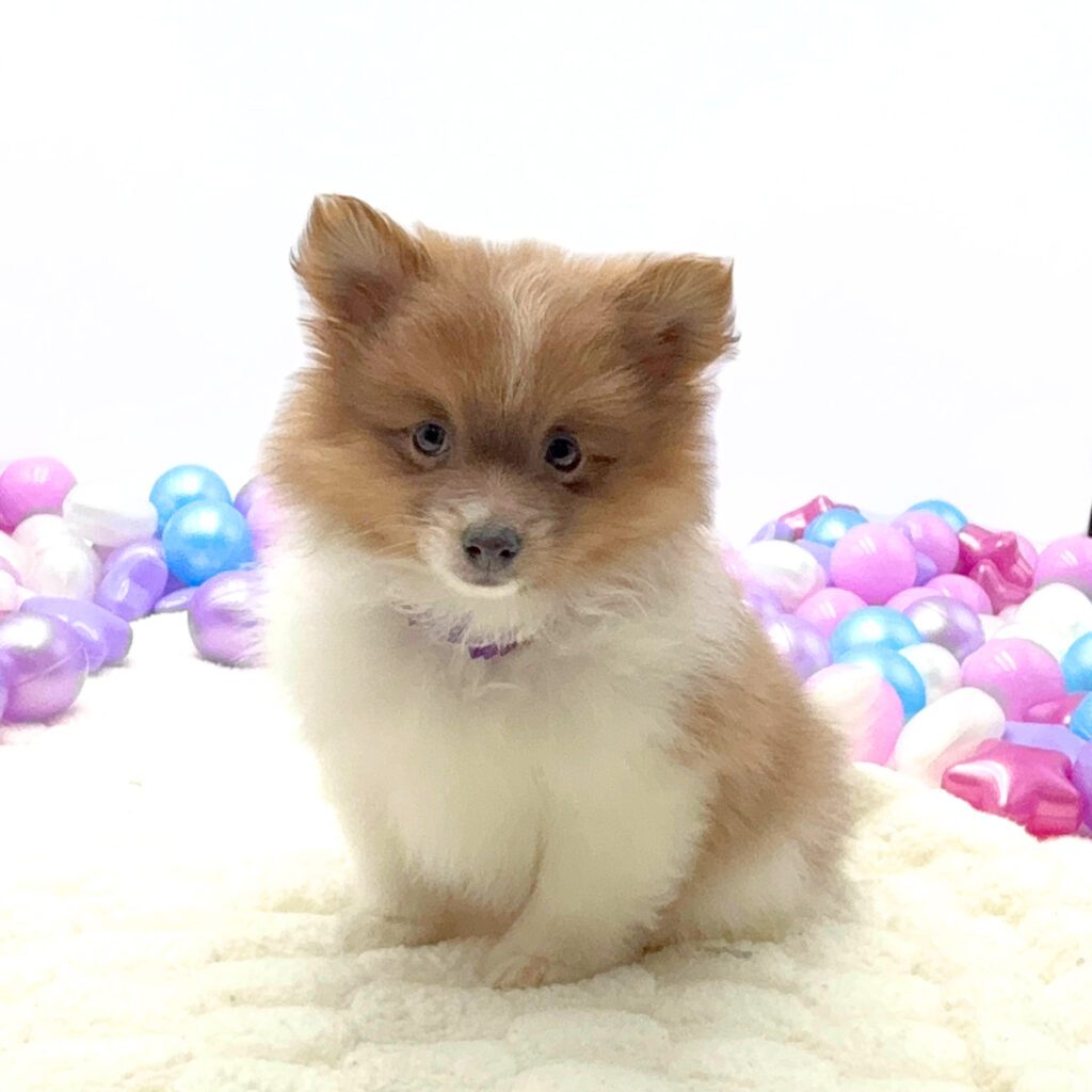 [#26201-01]  - Orange / Blue F Pomeranian Puppies For Sale