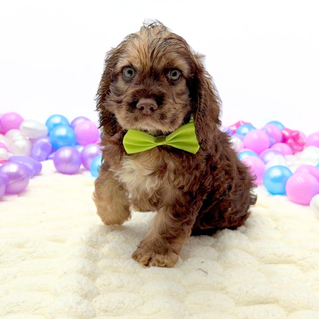[#26205-01]  - Chocolate / Tan M Cocker Spaniel Puppies For Sale