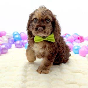Petland Miami Cocker Spaniel puppy available