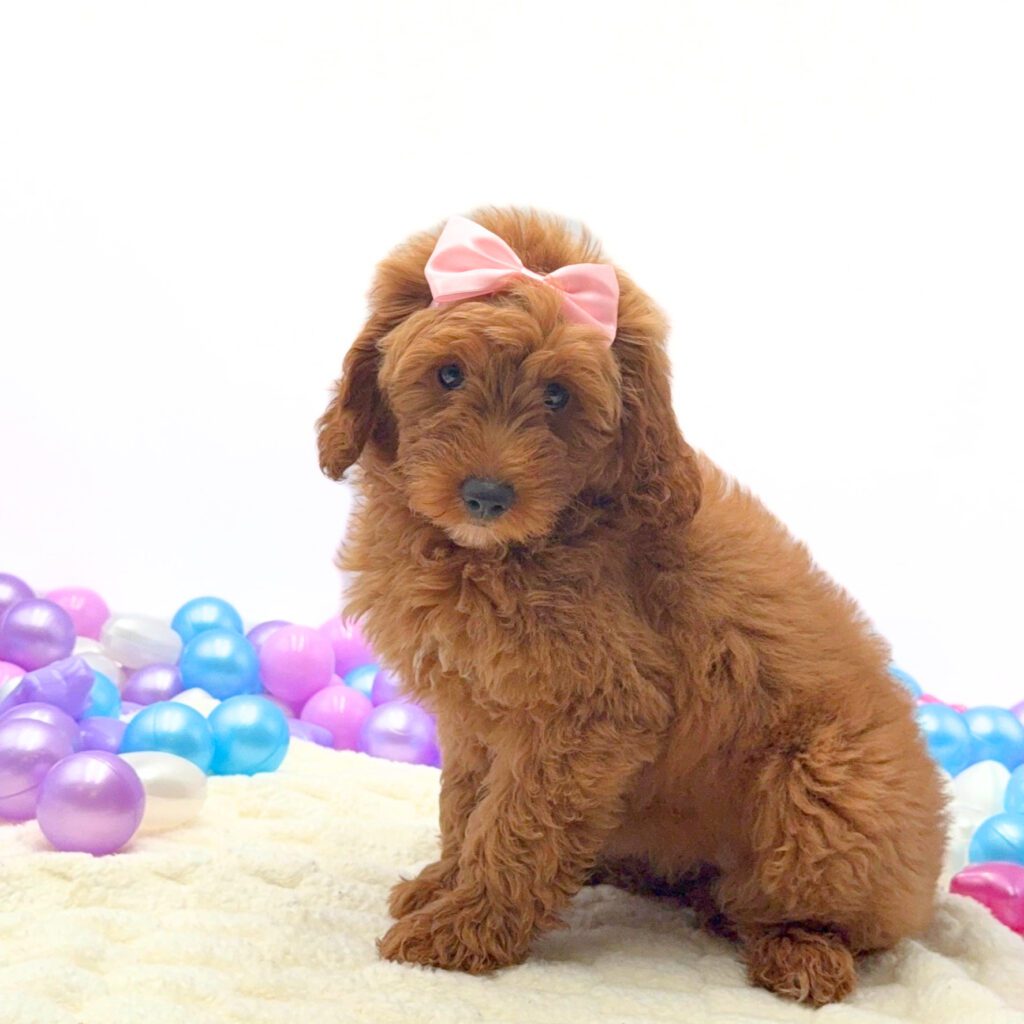 [#26174-10]  - Golden F Goldendoodle Mini F1 Puppies For Sale