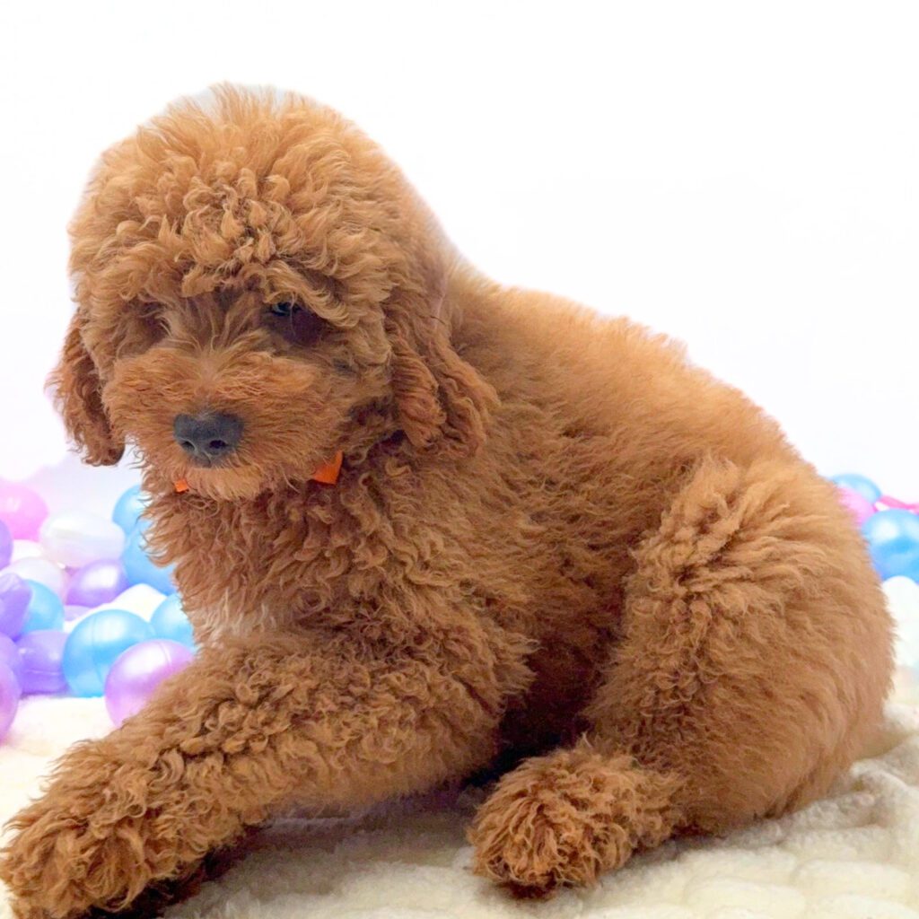 [#26174-04]  - Golden M Goldendoodle Mini F1 Puppies For Sale