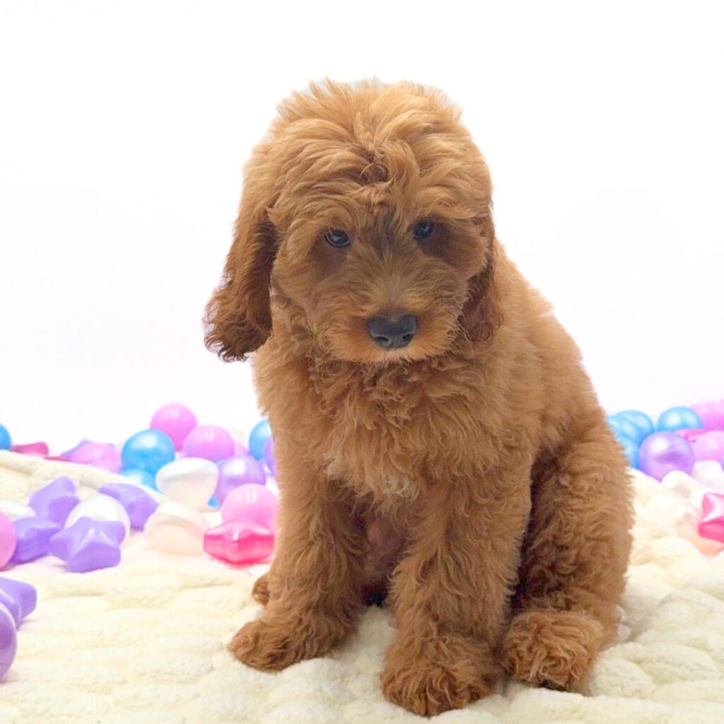 [#26174-01]  - Golden M Goldendoodle Mini F1 Puppies For Sale