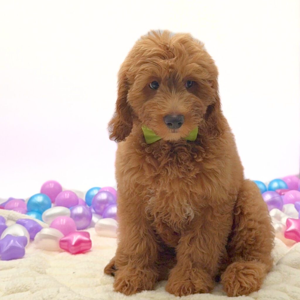 [#26174-02]  - Golden M Goldendoodle Mini F1 Puppies For Sale