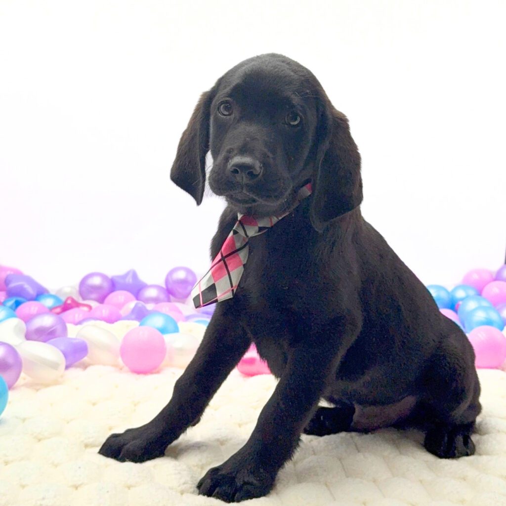 [#2696-02]  - Black M Labrador Retriever Puppies For Sale