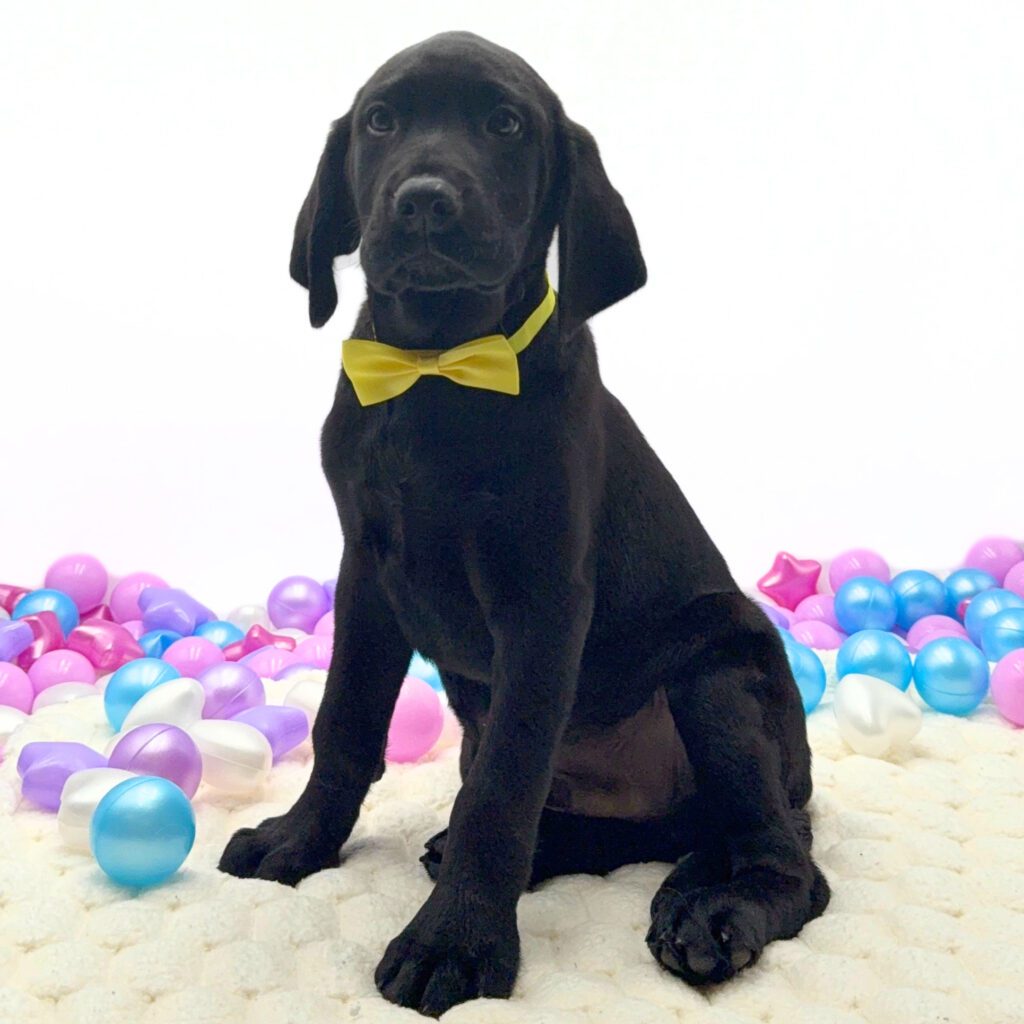 [#2696-03]  - Black M Labrador Retriever Puppies For Sale