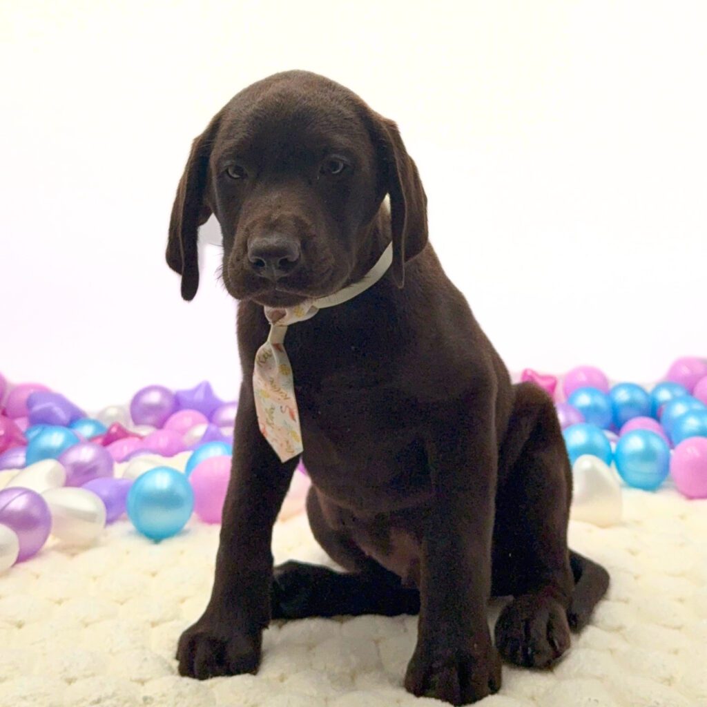 [#26175-05]  - Chocolate M Labrador Retriever Puppies For Sale