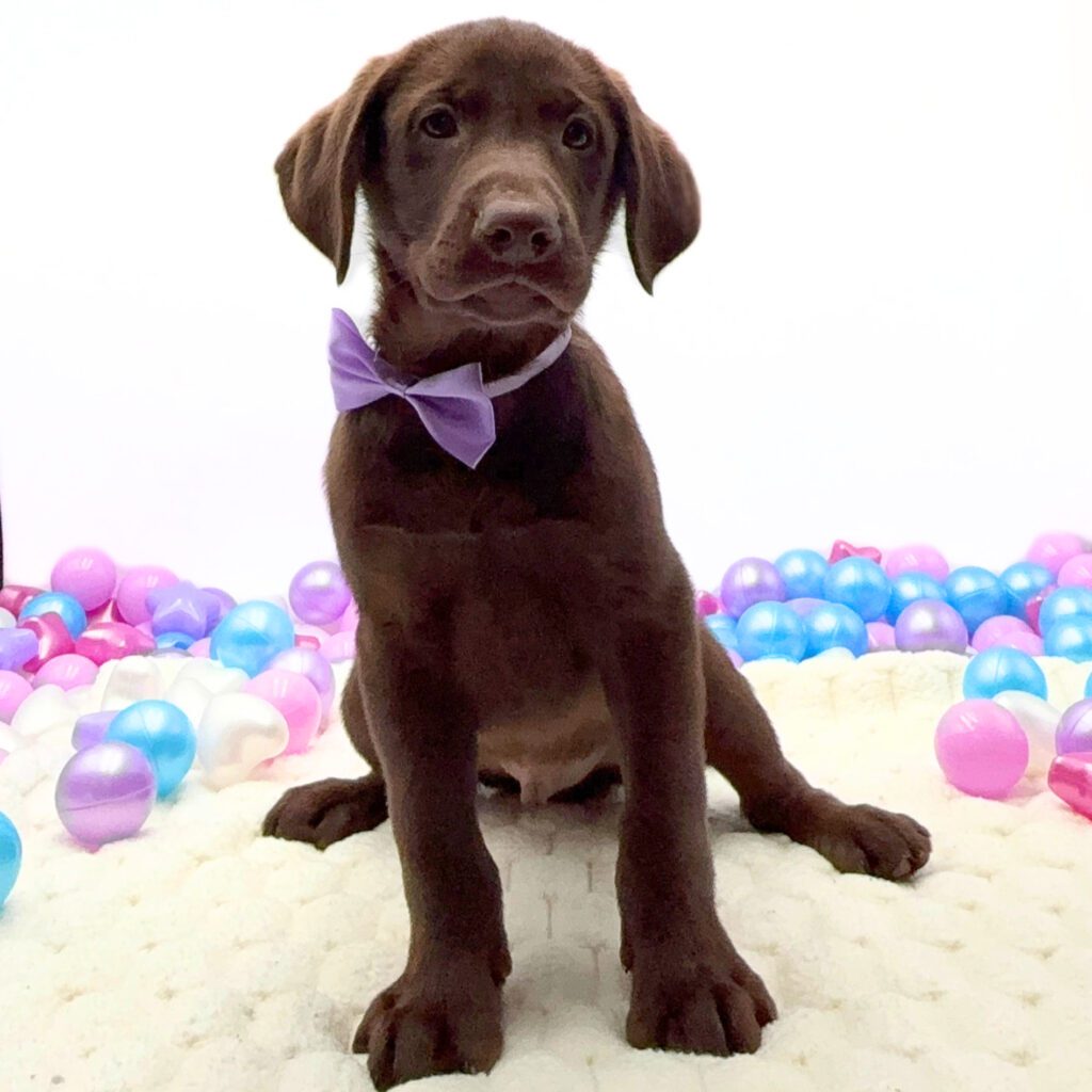 [#26175-04]  - Chocolate M Labrador Retriever Puppies For Sale