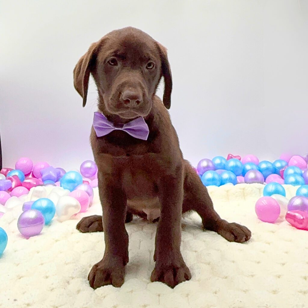 [#26175-05]  - Chocolate M Labrador Retriever Puppies For Sale