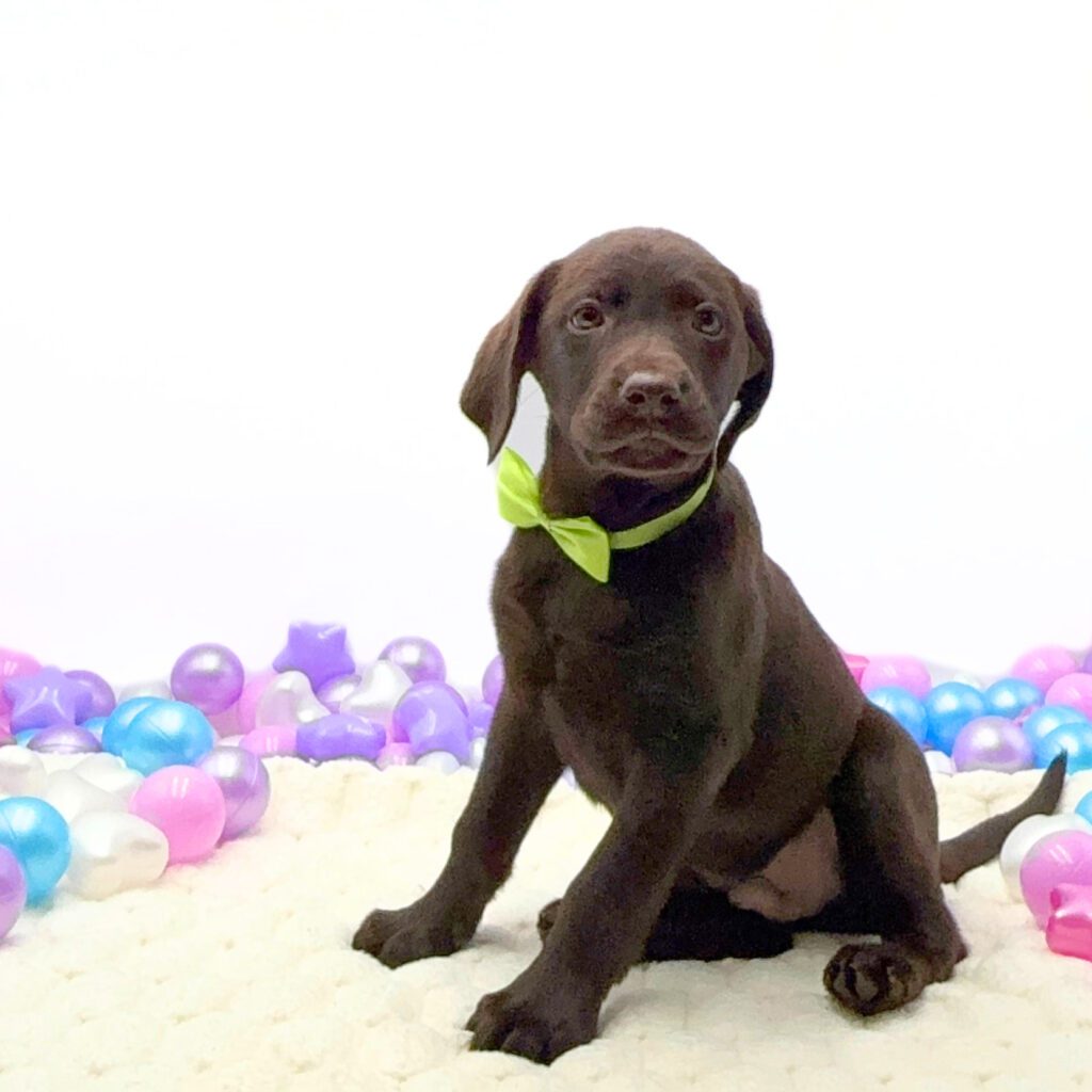 [#26175-06]  - Chocolate M Labrador Retriever Puppies For Sale