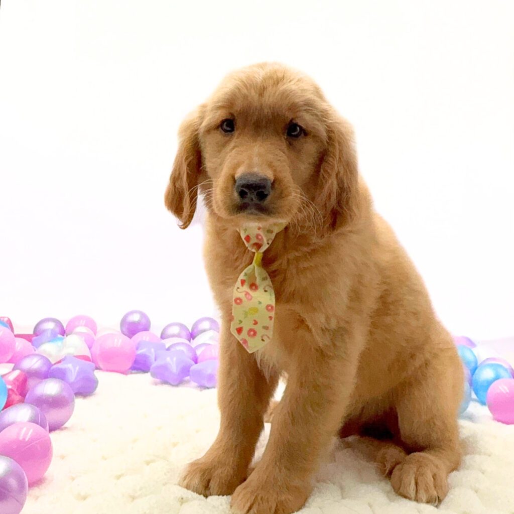 [#26196-01]  - Golden M Golden Retriever Puppies For Sale