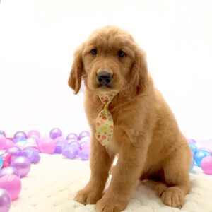 Petland Miami Golden Retriever puppy available