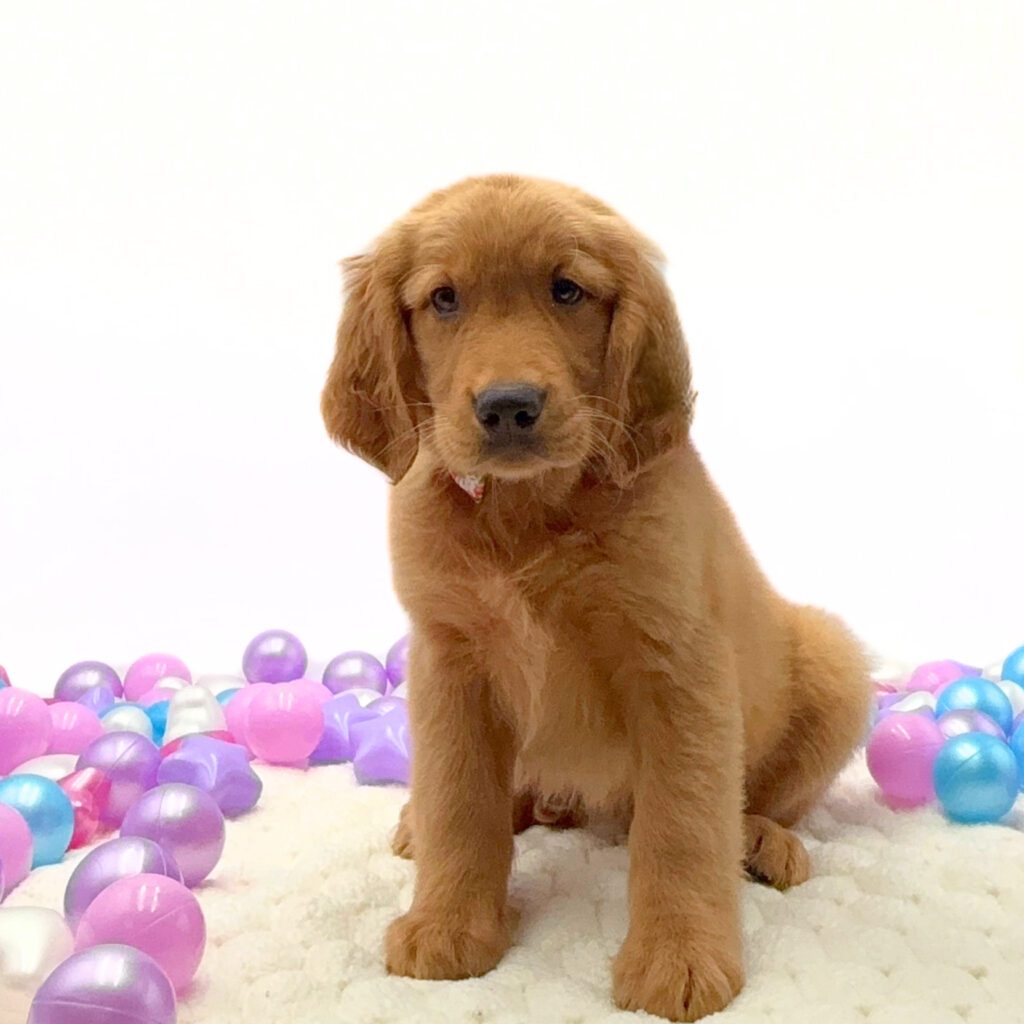 [#26196-05]  - Golden M Golden Retriever Puppies For Sale